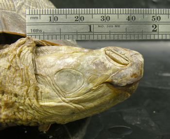 Media type: image; Herpetology R-34340